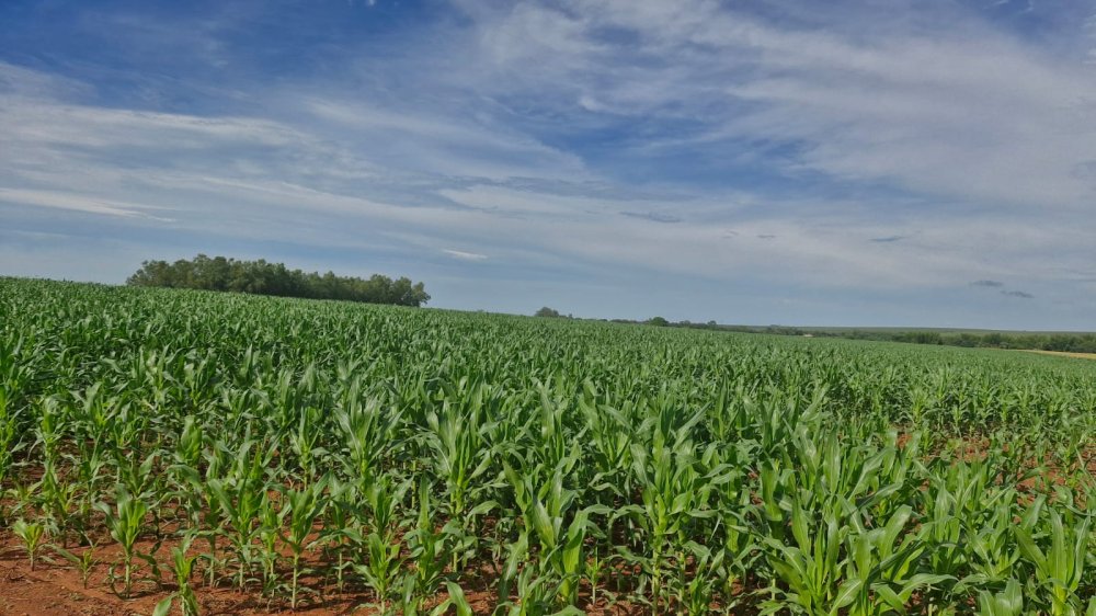 Stio - Venda - Zona Rural - Francisco Alves - PR